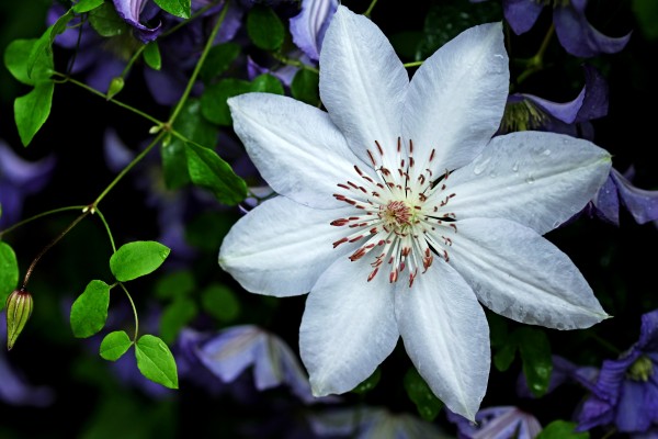 White Clematis Surrounded By Purple Clematis by Deb Oppermann